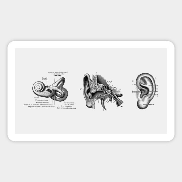 Human Ear Anatomy Diagram Magnet by Vintage Anatomy Prints